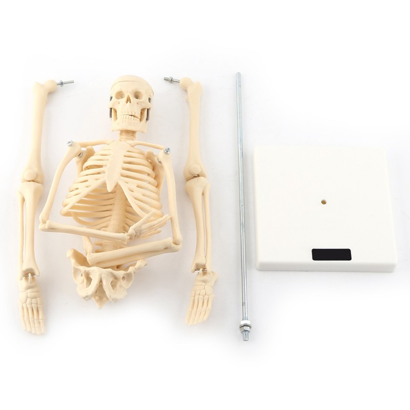 1pc Human Skeleton Anatomical Model Medical Anatomical Teaching Tool With