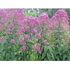 Little Seed Store 201+SWEET JOE PYE WEED Flower Seeds Fragrant