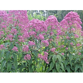Little Seed Store 201+SWEET JOE PYE WEED Flower Seeds Fragrant Native Wildflower Pollinators Easy