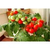 Garden Plant Seed Dwarf Red Tomato (Micro Tom)100+ Rare Pot