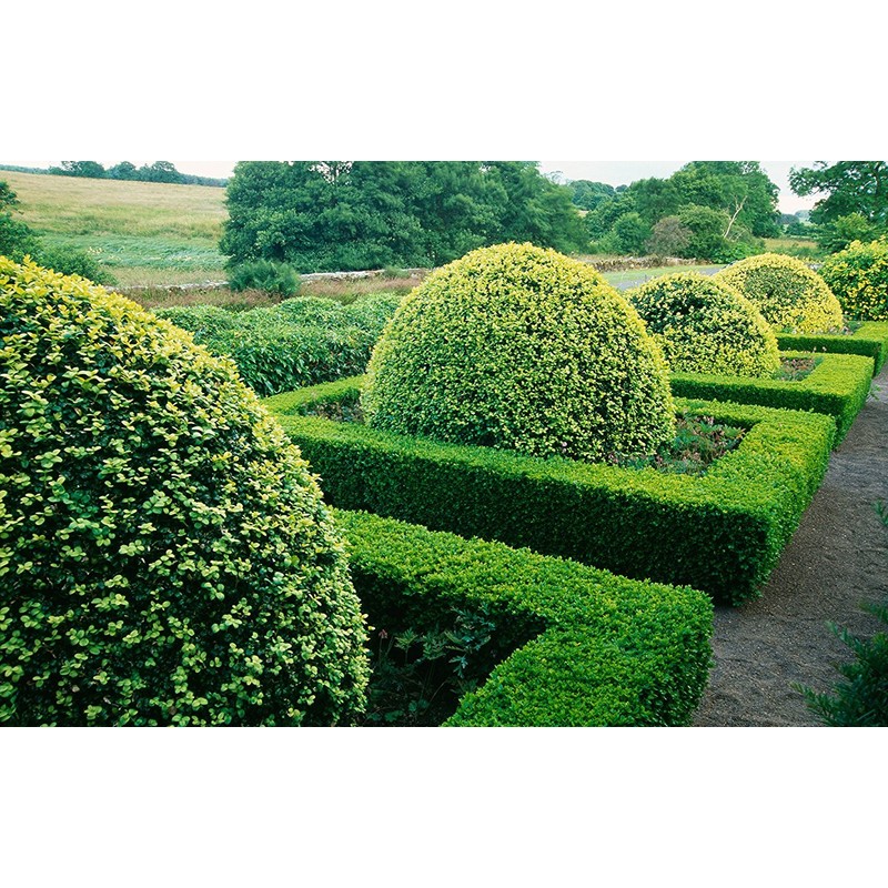 Winter Gem Boxwood - 15 Live Plants - Low Maintenance
