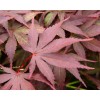 Tree Two Medium Japanese Maple Live Tree Seedling Garden 2