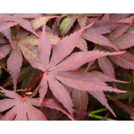 Tree Two Medium Japanese Maple Live Tree Seedling Garden 2 Plants