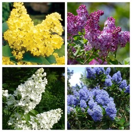 Mixed Lilac Seeds for Planting - 200 Non-GMO Miniature Lilac Bushes Ready to Plant Fragrant Flowers Perennial Bush Plants