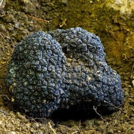 Out Grow Black Truffle (Tuber melanosporum) Liquid Culture