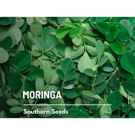 Southern Seeds Moringa - 10 Seeds - Heirloom Tree, Medicinal & Culinary, Herbal Teas, Drumstick