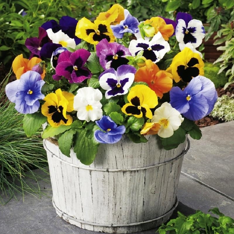 Seeds4planting - Seeds Viola Swiss Giant Mix (Purple, Red, Yellow,