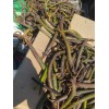 100 Red Mangrove Seeds Propagules Pond Salt or Fresh Plant