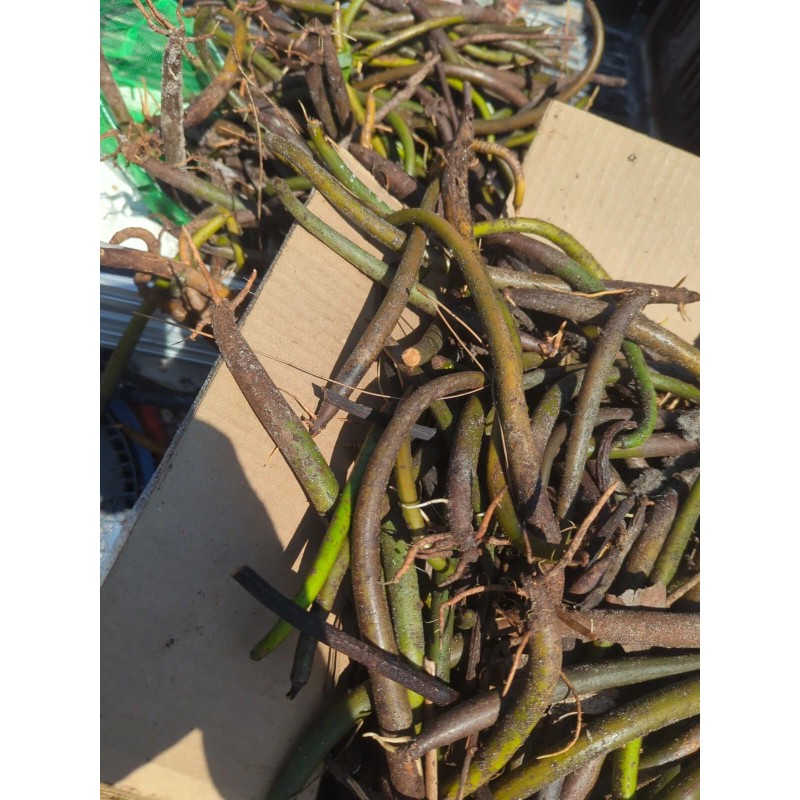 100 Red Mangrove Seeds Propagules Pond Salt or Fresh Plant