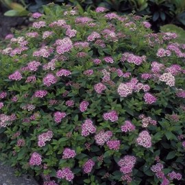 Spirea 'Little Princess' 3 Gallon