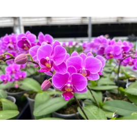 Nutricote 18-6-8 (180 Day) Slow Release Fertilizer - All Purpose Plant Food, Great for Orchids, Aroids and Tropicals - (1/2lb) 8oz.