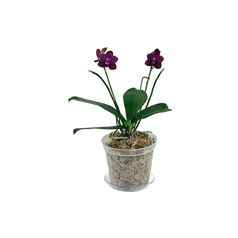 3" Slotted Clear Orchid Pots - 3 Pack (Crystal Clear)