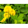 Ornamental Peanut Grass - Arachis Glabrata - 3 Live Plants