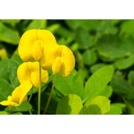 Ornamental Peanut Grass - Arachis Glabrata - 3 Live Plants in 2" Pots - Fully Rooted Drought Tolerant Ground Cover
