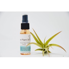 Tillandsia Capitata Peach Air Plant with Fertilizer Spray / 1oz Spray Bottle/FREE Care Guide/House Plants