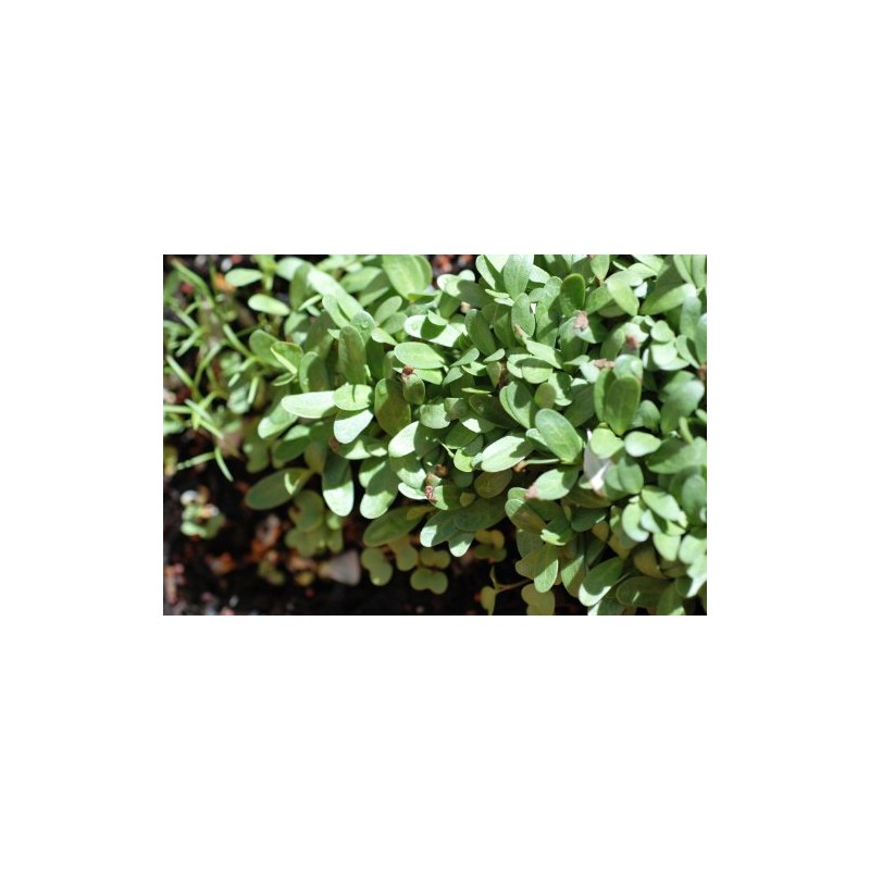 Indus Organics Fenugreek Seeds, 1 Lb Jar, Premium Quality, High
