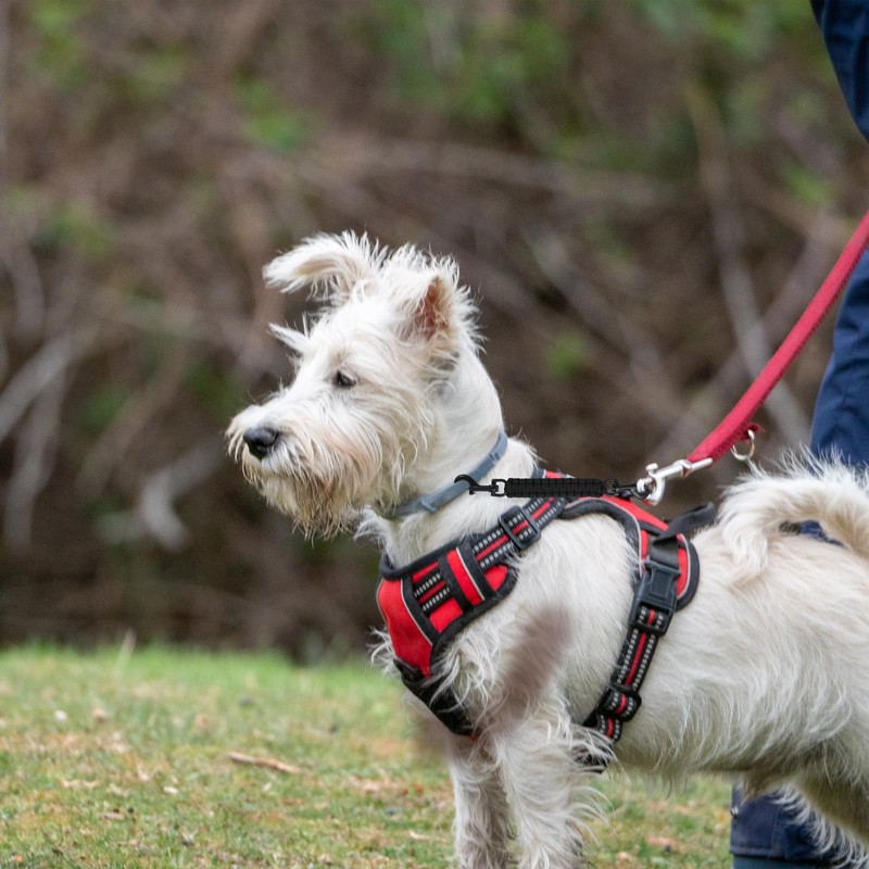 Qianyu Pack of 2 Dog Collar Clips Prong Collar Clamp