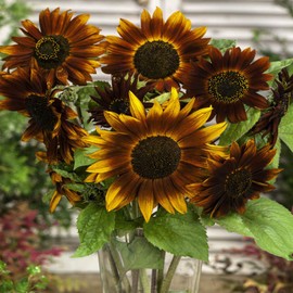 Outsidepride 250 Seeds Helianthus Annuus Earthwalker Sunflower Seeds for Planting