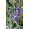 ONeill Seeds Gojiberry Seeds - Lycium barbarum Seeds - Goji