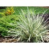 AMERICAN PLANT EXCHANGE Aztec Grass Indoor/Outdoor Air Purifier Live Plant,