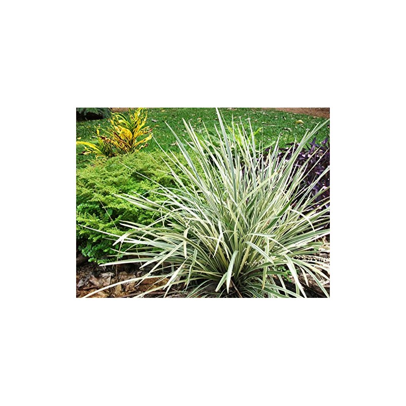 AMERICAN PLANT EXCHANGE Aztec Grass Indoor/Outdoor Air Purifier Live Plant,