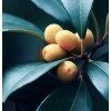 MySeeds.Co Osmanthus fragrans (Sweet Olive) Tree Seeds, Fragrant Flowers -