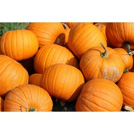 “Connecticut Field Pumpkin” Pumpkin Seeds – Perfect Pumpkins for Painting and Carving - Classic Orange Pumpkins with Shallow Ribs | Open-Pollinated | USA Grown Heirloom Seeds by Liliana's Garden |
