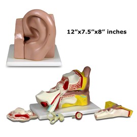 PARCO PBM-B14N Elementary and High School Learning Package. Set of Three Human Anatomy Models, Eye, Ear and Skin | W Manual