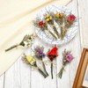 PATIKIL Mini Dried Flower Bouquet, 6 Pcs Rose Natural Wildflower