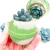 Succulent Plant Bath Bomb - Size: large 10oz