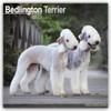 Bedlington Terrier 2025 Square Wall Calendar | Dog Breed Calendar