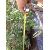 Very Large Jade Plants, with Roots, 2 feet Tall Ready