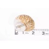 Mexican Turbo Sea Shell Beach Craft Hermit Crab 1 1/2"