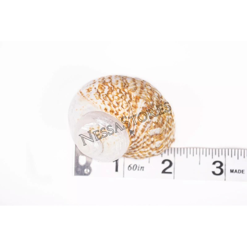 Mexican Turbo Sea Shell Beach Craft Hermit Crab 1 1/2"
