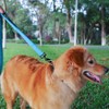MOE Dog Leash Large Dog Medium Dog Leash with 2
