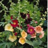 KIRA SEEDS - Seeds Hollyhock Spring Mix - Perennial Flowers