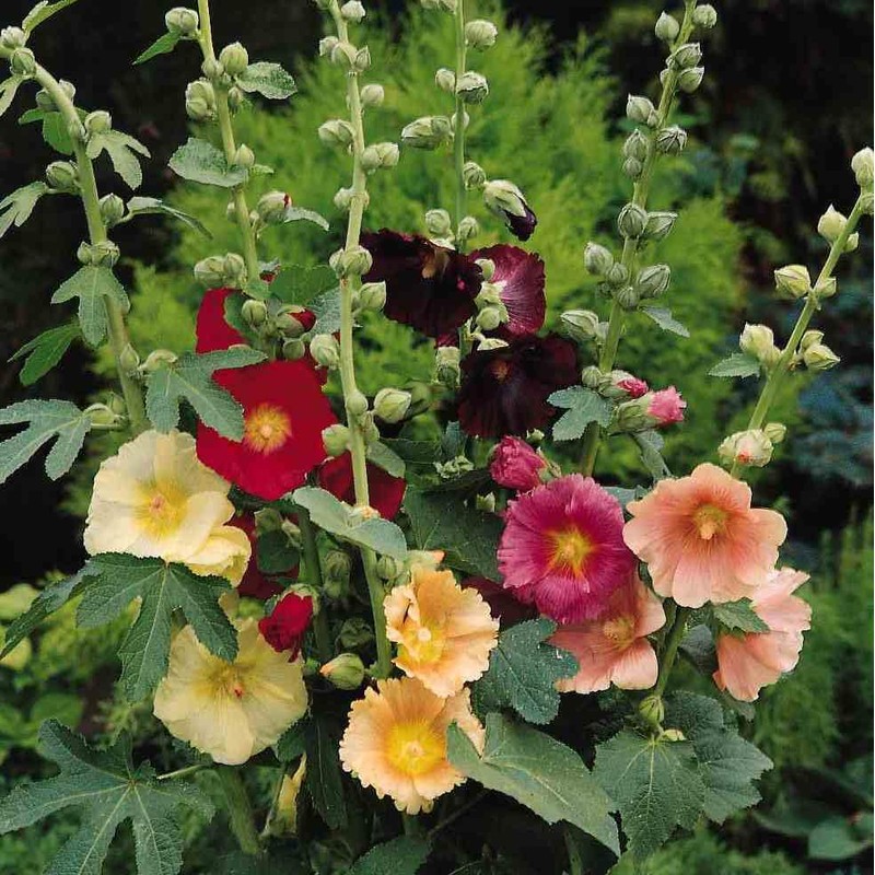 KIRA SEEDS - Seeds Hollyhock Spring Mix - Perennial Flowers