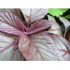 Hundredfold 1000 Red Calaloo Callaloo Vegetable Seeds, Chinese Spinach Red
