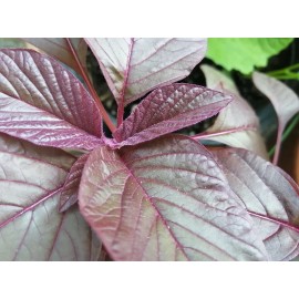 Hundredfold 1000 Red Calaloo Callaloo Vegetable Seeds, Chinese Spinach Red Garnet Amaranth