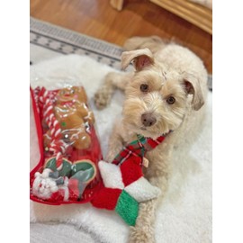 Midlee Toy Filled Christmas Dog Stocking Gift Set (14")- Squeaky Plush Ball Rope Holiday Pet Present