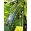 Squash, Summer Cocozelle, Heirloom, 100 Seeds, Great for Cooking, Salad