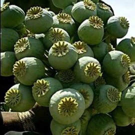 5,000 World's Largest Giganteum Giant Rattle Poppy Seeds Ready For Planting
