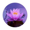 Flower Plant Bright Purple Pink Water Lily Love Gift