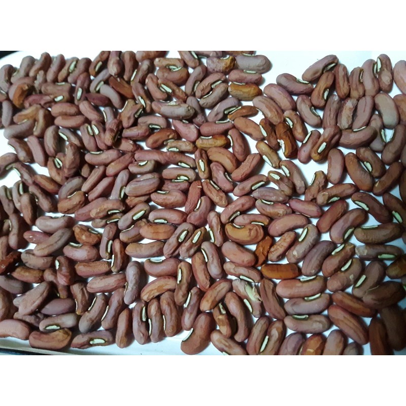 15 Organic Asian Long Bean Seeds (Green,Long Variety),Rare type.US grown.