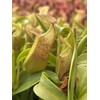 Nepenthes Sanguinea Pitcher Plant - Live Carnivorous - Beginner Friendly