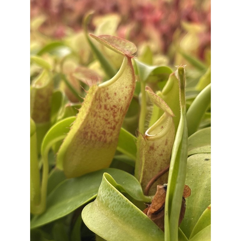 Nepenthes Sanguinea Pitcher Plant - Live Carnivorous - Beginner Friendly