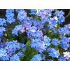 Butterfly & Bees 8x1: Busy Lizzie/Larkspur/ScentedStock/Foxglove/Agastache/Forget-me-not/Lavander/Poppy