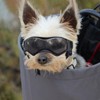 Enjoying Small Dog Goggles UV Protection Windproof Anti-Fog Dog Glasses