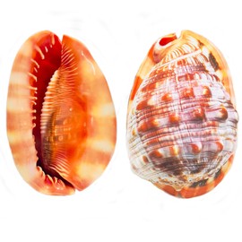 Lodkksg Large Conch Shell, Natural Orange Conch Shell, Shell Collectible Specimen 5.5-6.5 inches, for Home Decoration, Beach Theme, Marine Decoration