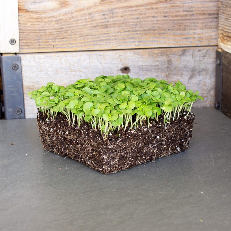 Genovese Basil Microgreens Seeds - 4 oz ~ 64,000 Seeds